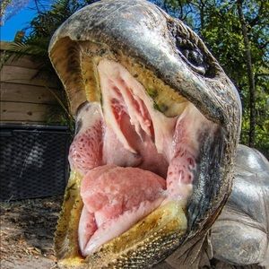 Meet your Posher, Linton